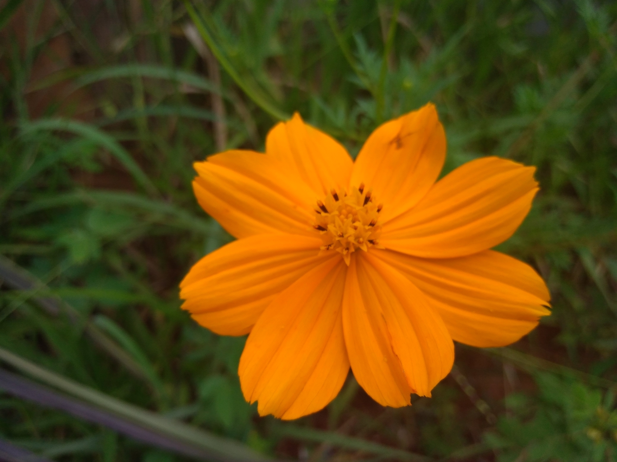 Cosmos sulphureus
