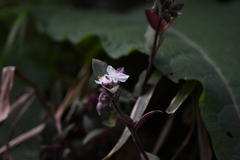 Tradescantia cerinthoides