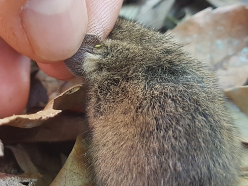 Delicate Vesper Mouse