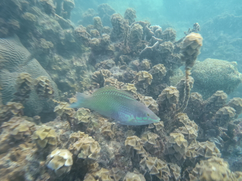 Halichoeres chloropterus