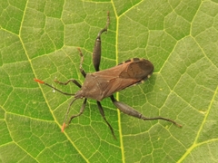 Piezogaster basilicus