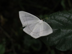 Sericoptera virginaria