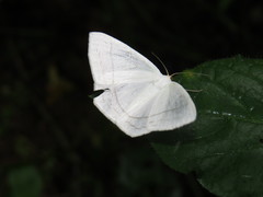Sericoptera virginaria