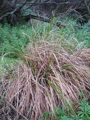 Carex dipsacea