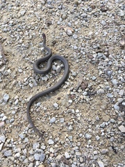 Storeria occipitomaculata