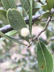 Druon quercuslanigerum