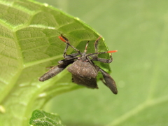 Piezogaster basilicus