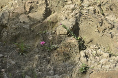 Calibrachoa eglandulata