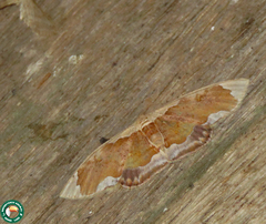 Leptostales admirabilis