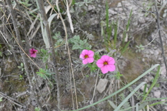 Calibrachoa eglandulata