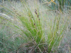 Carex dipsacea