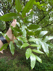 Alectryon excelsus excelsus