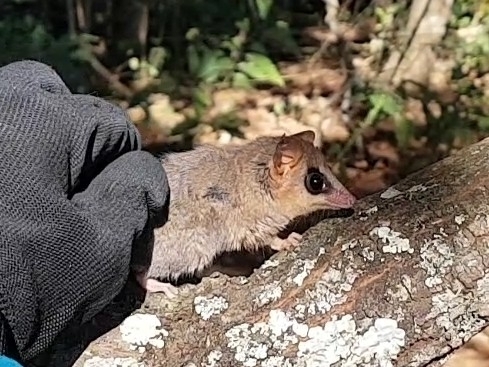 Brazilian Gracile Opossum