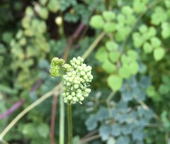 Thalictrum podocarpum