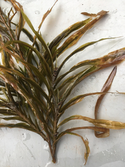 Potamogeton robbinsii