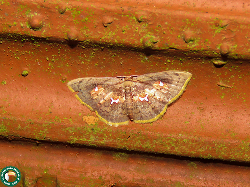 Tricentra angulisigna