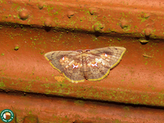 Tricentra angulisigna