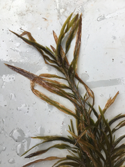 Potamogeton robbinsii