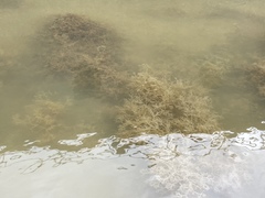 Amathia verticillata