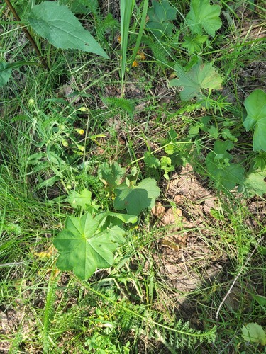 Baltic Lady's Mantle (Alchemilla baltica)
