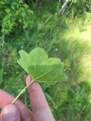 Alchemilla baltica, photograph (c) Dmitriy Bochkov, some rights reserved (CC BY)