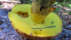 Butyriboletus brunneus