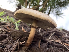 Chlorophyllum molybdites image