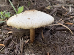 Chlorophyllum molybdites image
