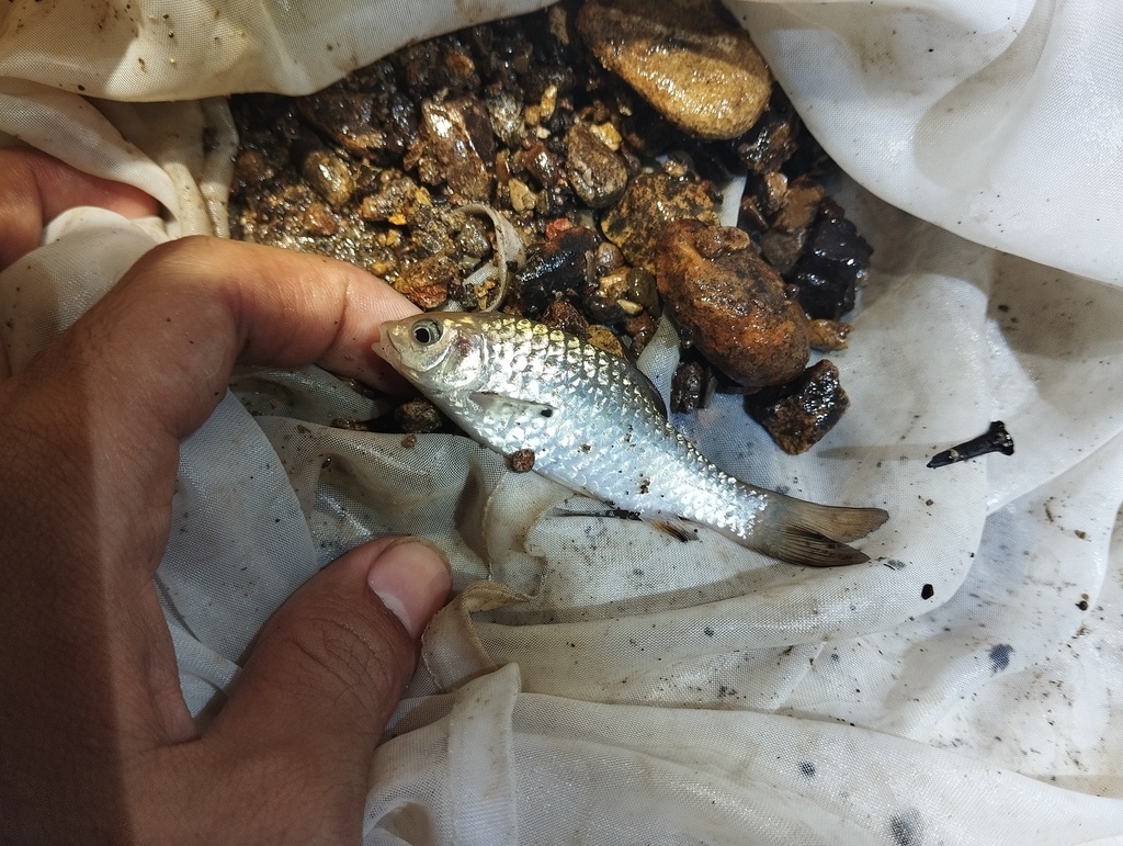 Mystacoleucus obtusirostris (Mystacoleucus obtusirostris)