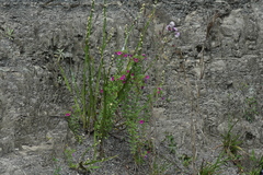 Calibrachoa linoides