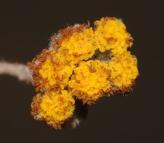 Helichrysum capense