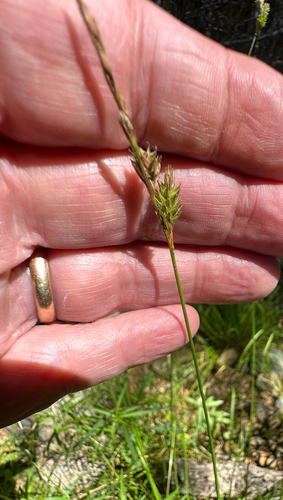 silvery-flowered sedge (Carex argyrantha)