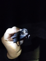 Small Long-Fingered Bat photo 3
