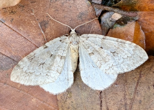 Northern Winter Moth