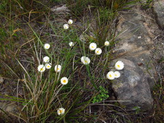Edmondia