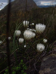 Edmondia