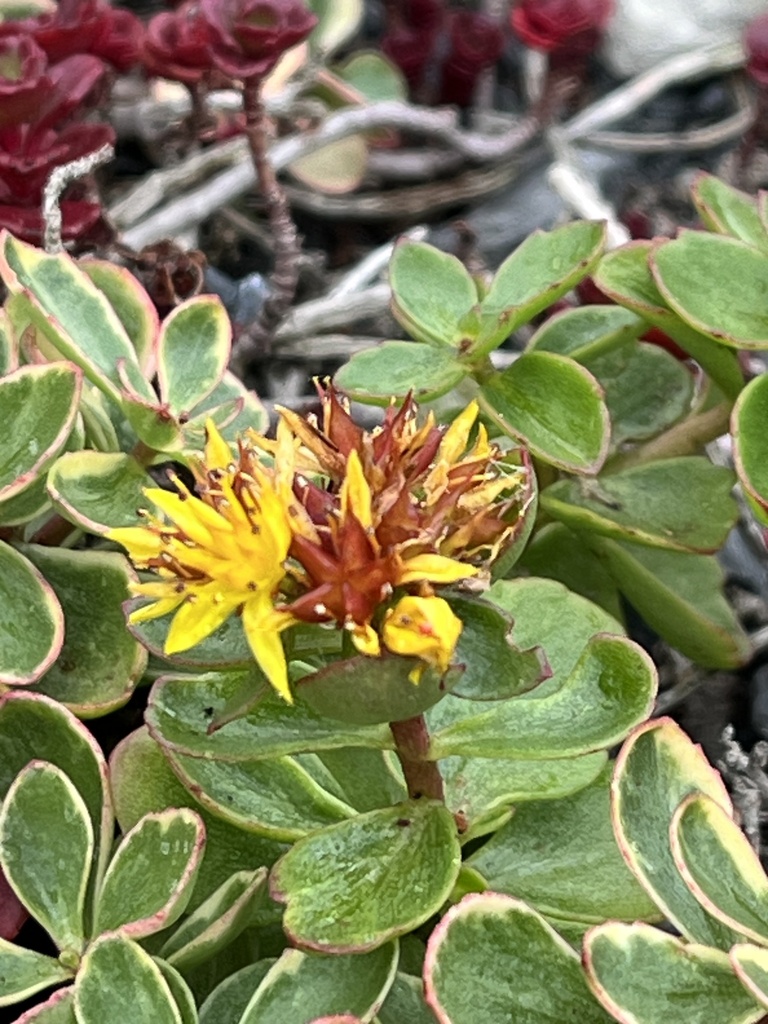 Phedimus kamtschaticus, Kwinteweg, Koksijde, West Flanders, BE