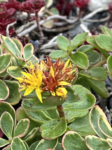 Sedum phedimus kamtschaticus