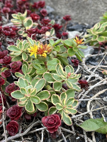 Phedimus spurius 'Coccineum'