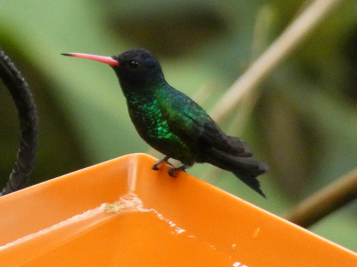 Blue-headed Sapphire (Chrysuronia grayi), photo 7