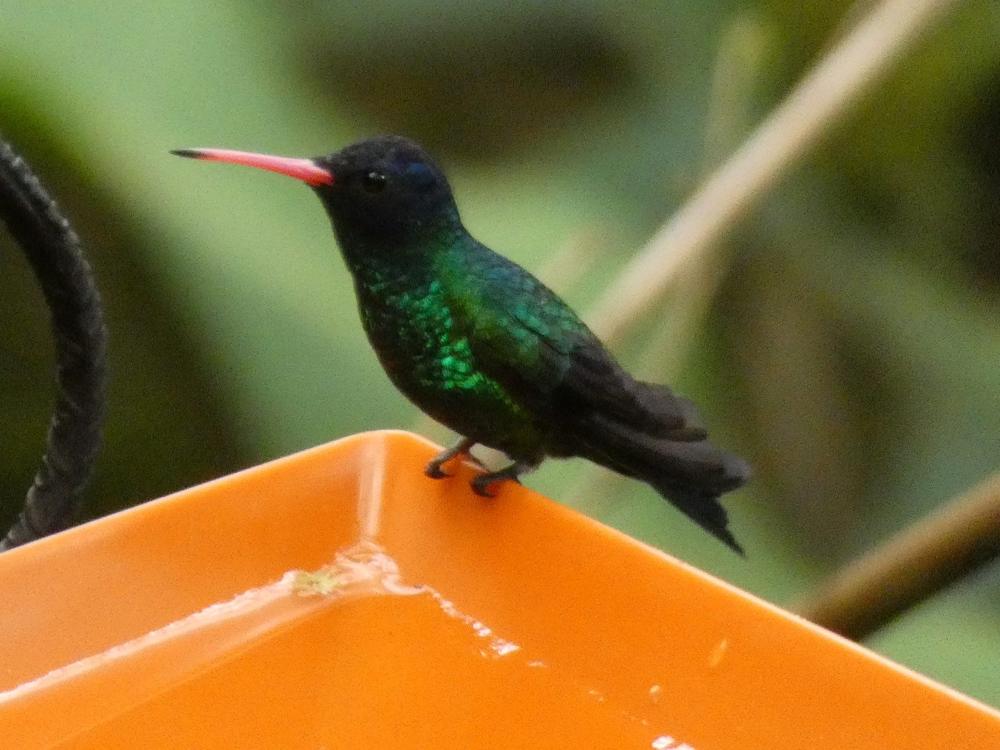 Blue-headed Sapphire (Chrysuronia grayi), photo 7