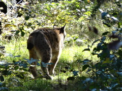 Lynx