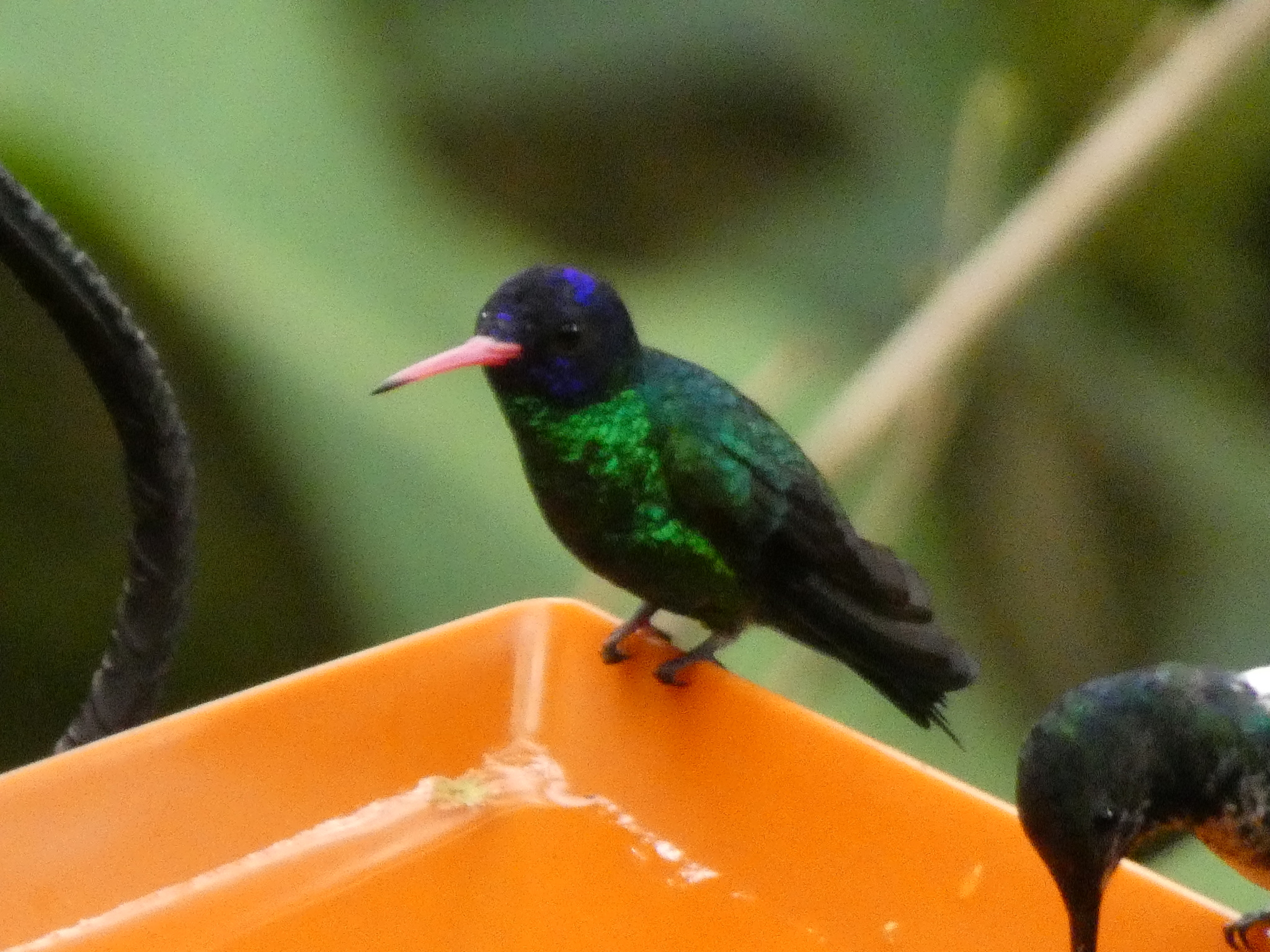 Blue-headed Sapphire (Chrysuronia grayi), photo 6