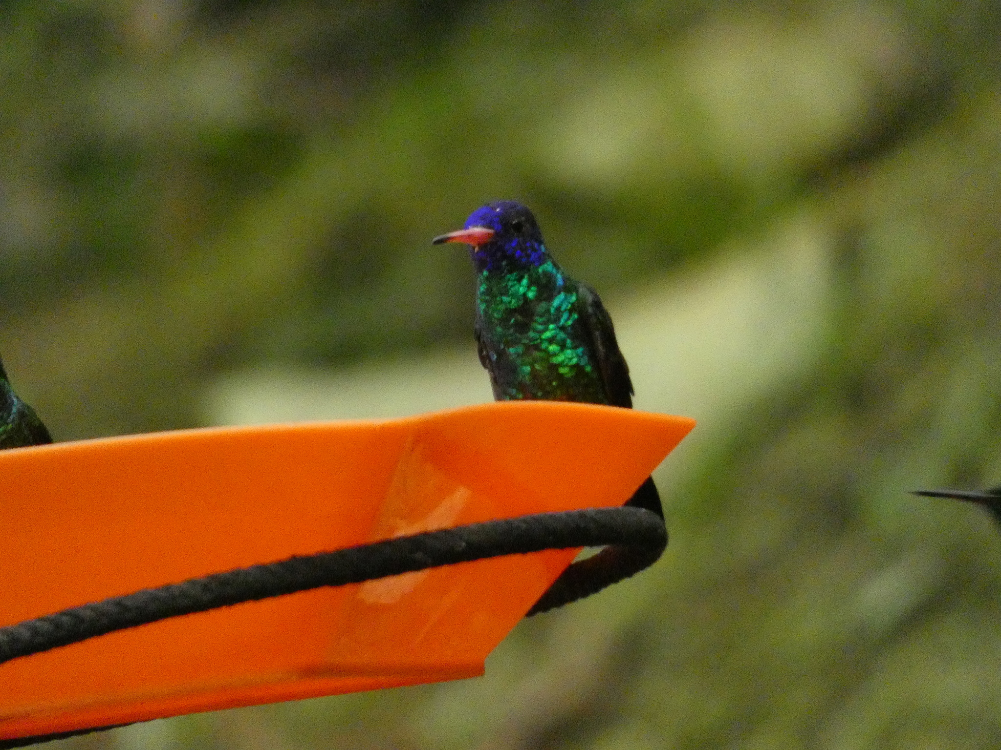 Blue-headed Sapphire (Chrysuronia grayi), photo 3