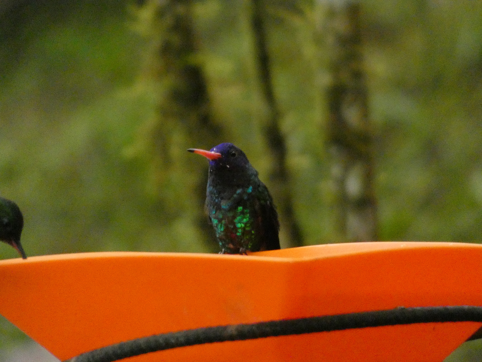 Blue-headed Sapphire (Chrysuronia grayi), photo 2
