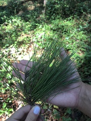 Image of Pinus echinata