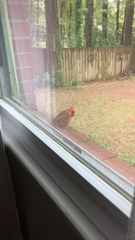 Cardinalis cardinalis