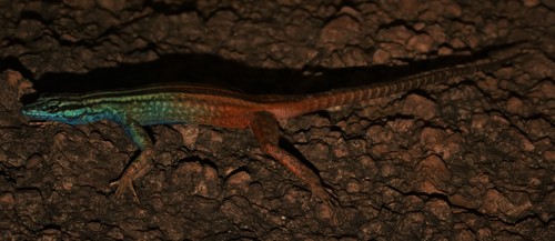 Attenborough’s Flat Lizard