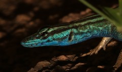 Platysaurus attenboroughi