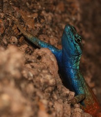 Platysaurus attenboroughi